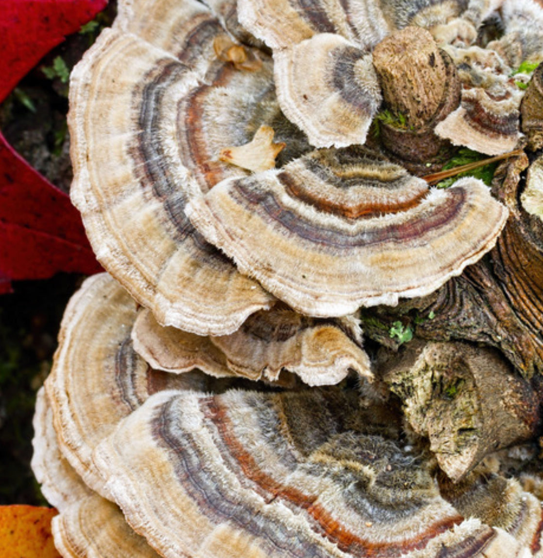 Turkey Tail