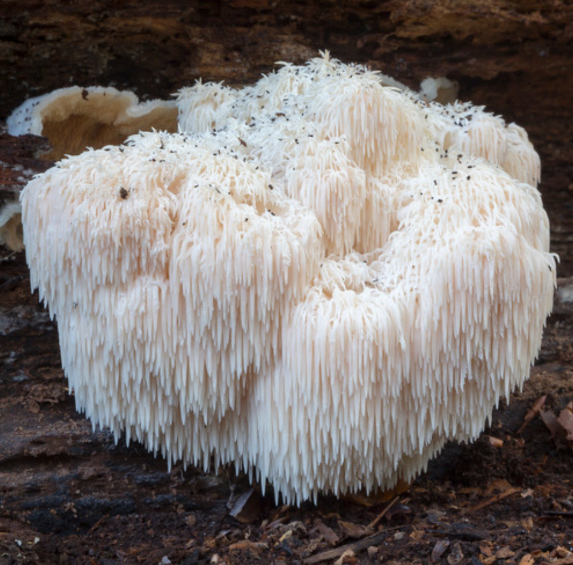 Lion’s Mane